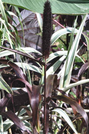 Pennisetum glaucum Purple Majesty