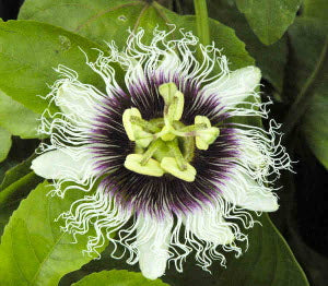 Passiflora edulis