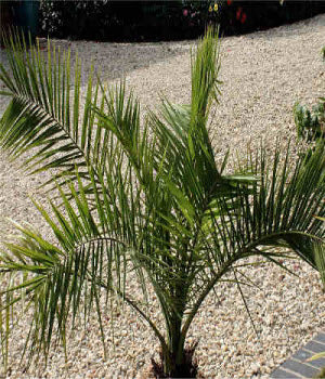 Phoenix canariensis