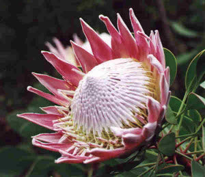 Protea cynaroides