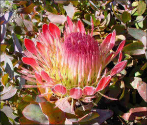 Protea eximia