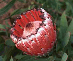 Protea nerifolia