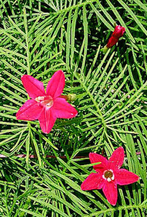 Ipomoea quamoclit