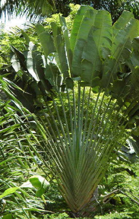 Ravenala madagascariensis