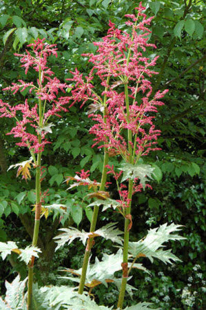 Rheum palmatum tanguticum