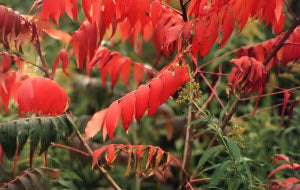 Rhus typhina