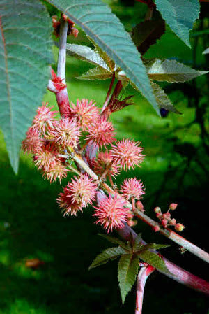 Ricinus Carmencita Pink