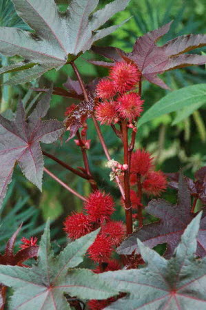 Ricinus Carmencita Red