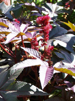 Ricinus impala