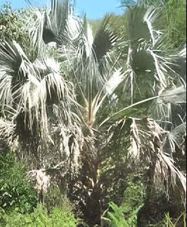 Sabal uresana