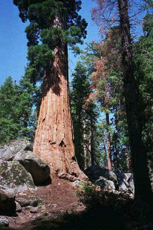 Sequoia sempervirens