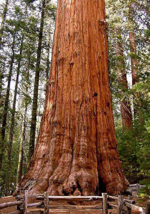 Sequoiadendron giganteum