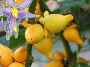 Solanum mammosum