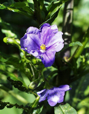 Solanum Laciniatum