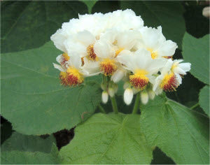 Sparmannia africana