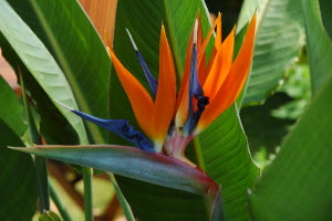 Strelitzia reginae