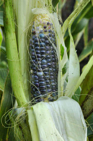 Sweet Corn Hopi Blue