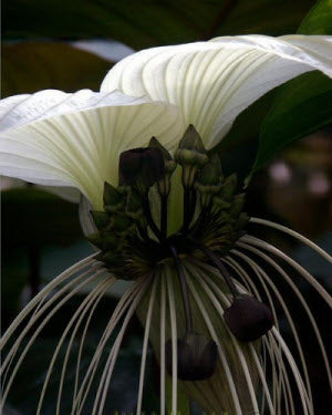 Tacca nivea