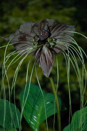 Tacca chantrieria