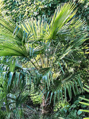 Trachycarpus takil