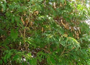 Tamarindus indica