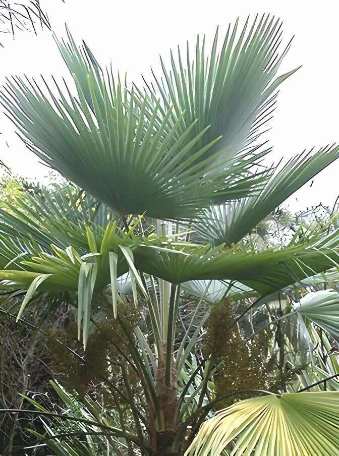 Trachycarpus martianus var Nepal