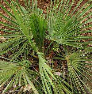 Trachycarpus nanus