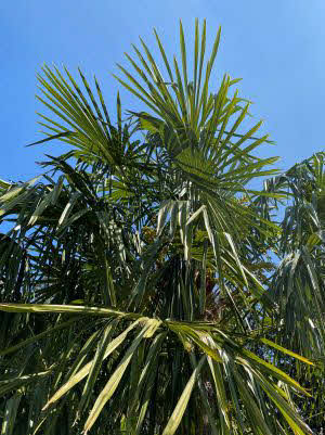 Trachycarpus naini tal x nova