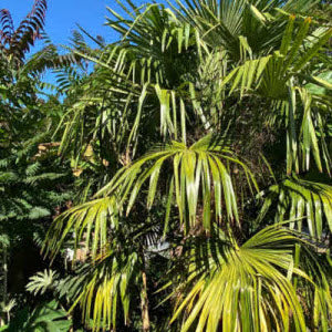 Trachycarpus fortunei