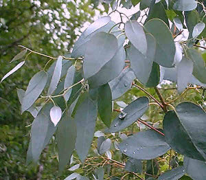 Eucalyptus urnigera