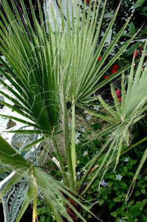 Washingtonia filifera