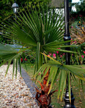 Washingtonia robusta