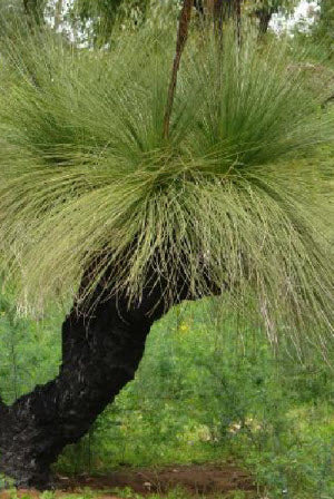 Xanthorrhoea preissii