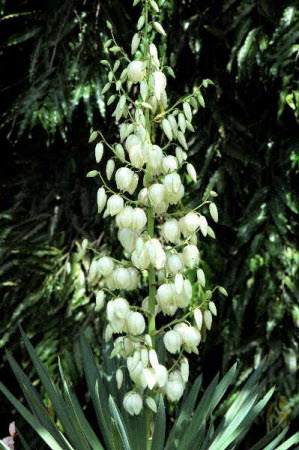 Yucca filementosa