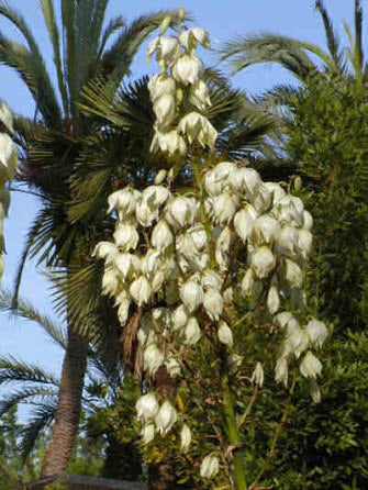 Yucca glauca