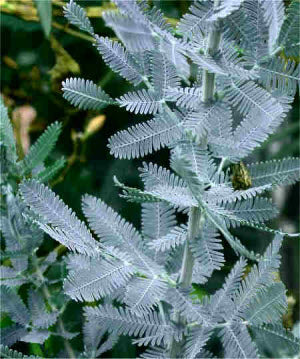 Acacia baileyana purpurea