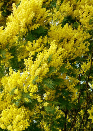 Acacia dealbata