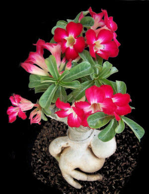 Adenium obesum