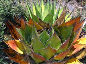 Agave montana