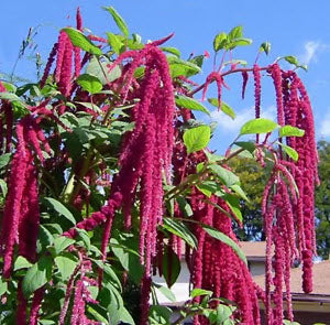 Amaranthus caudatus Red