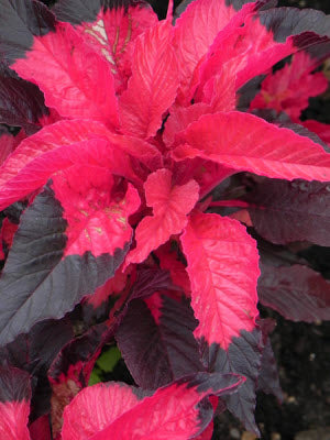 Amaranthus Early Splendour