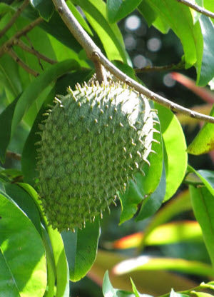 Annona muricata