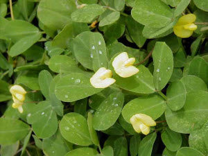 Arachis hypogaea