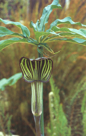 Arisaema consanguineum