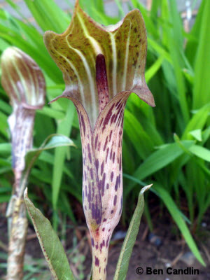 Arisaema nepenthoides