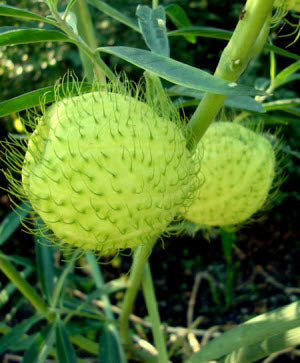 Asclepias physocarpus