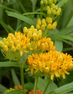 Asclepias Silky Gold