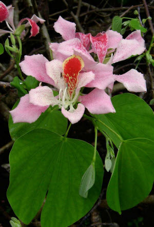 Bauhinia monandra