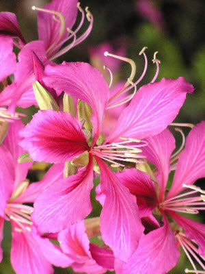 Bauhinia variegata