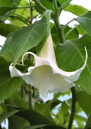 Brugmansia arborea